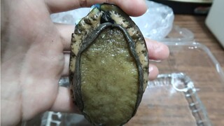 ลองเลี้ยงหอยเป๋าฮื้อดู
