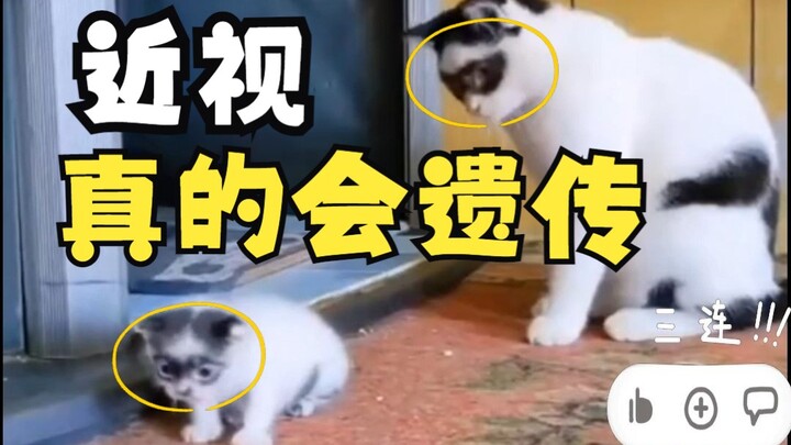 This cat is so stylish—wearing sunglasses!!!