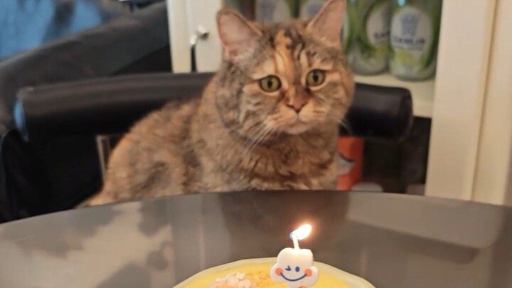 I’ve been a cat for eight years—Mom even made me a shrimp cake!