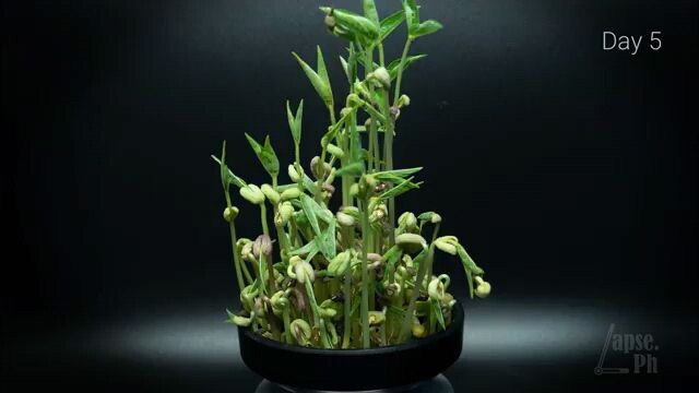 Monggo beans Time Lapae