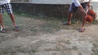 cock's