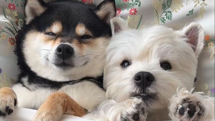 Doggy Inn: Traditional-Chic Spa + Vintage-Style Snacks