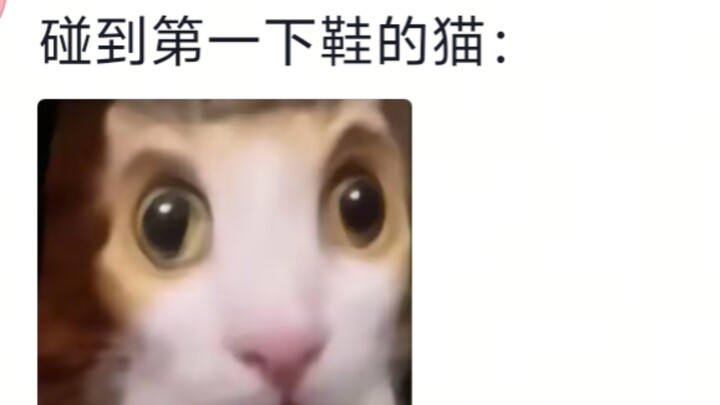 น้องแมวเผลอไปแตะรองเท้าของมนุษย์ แต่รู้สึกว่าสัมผัสดีมาก เลยเอามาทำเป็นเสาฝนเล็บไปซะเลย