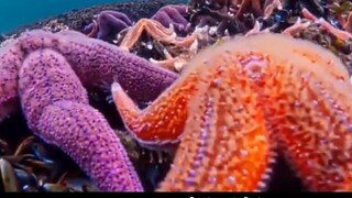 [Pat Star] Didedikasikan untuk Anda yang menjiplak