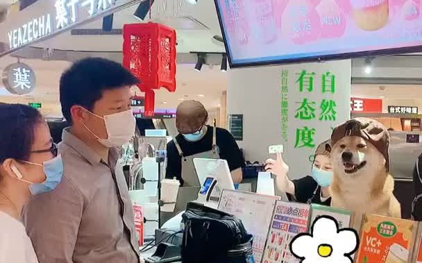 Hôm nay là nhân viên tiệm trà sữa – chú chó Shiba!