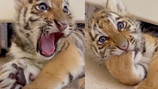 ลูกเสือ: ขอฉันกินมือของคุณหน่อยได้ไหม?