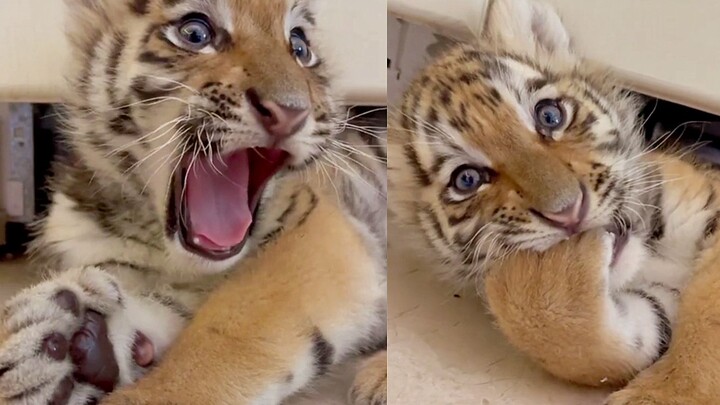 Tiểu Hổ: Có thể đưa tay của bạn cho tôi ăn một chút được không?