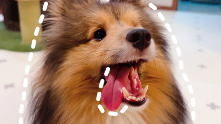 “Complete the Dog” 2