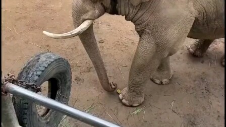 Voi dùng vòi nhặt giày cho con bị rơi, yêu quá đi thôi!!