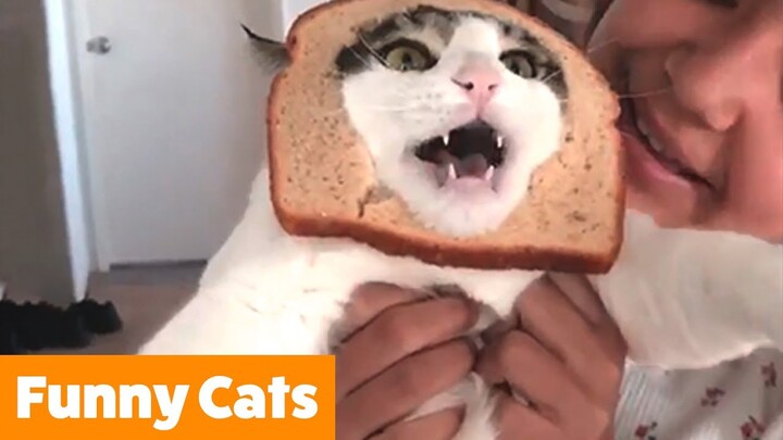 Top 10 Funny Cat Videos - Funny Cats 2017 - Bilibili