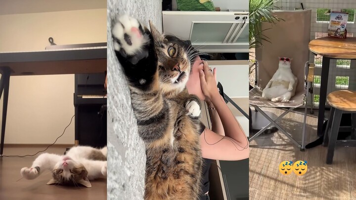 Some cats are awake, but they’re already asleep.