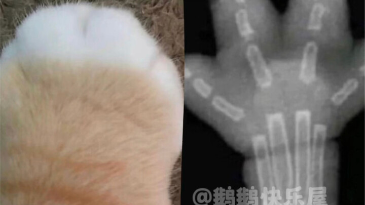 อุ้งเท้าแมวเมื่อถ่ายด้วยเอ็กซ์เรย์กลับมีลักษณะแบบนี้เหรอ?