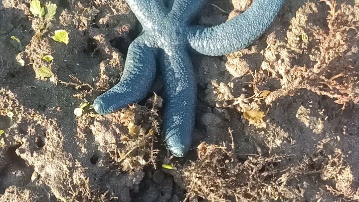 blue star fish