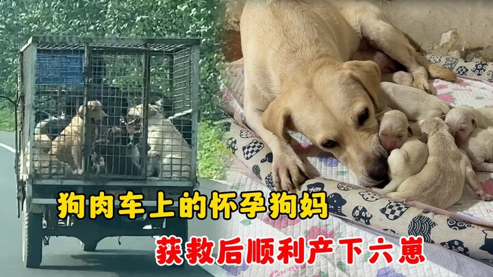 Chó mẹ mang thai bị đưa đến lò mổ, cố gắng nịnh nọt trên xe chở thịt chó để cầu mong sự sống cho đứa