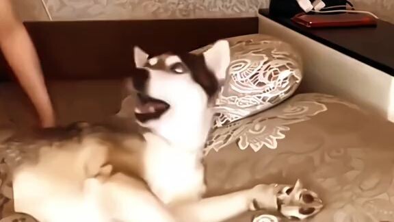 Funny Dog In Tik Tok