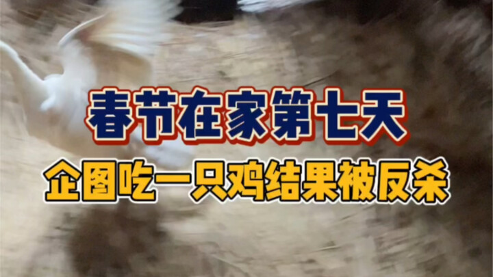 Di kampung halaman udah tujuh hari nggak makan daging, malah kepala aku diketok sama seekor ayam!