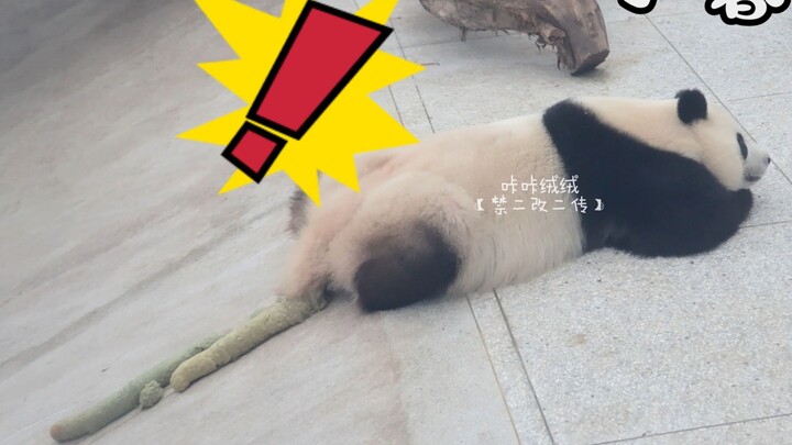 【الباندا العملاق شياو شين】 خطوات صنع كعكة الباندا العملاقة! يرجى مشاهدتها بحذر، لا تشاهدها أثناء تنا