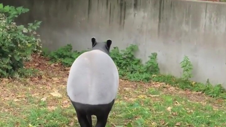 Bai: Kamu yang pakai rok ketat pinggul, ini kan kombinasi warna panda