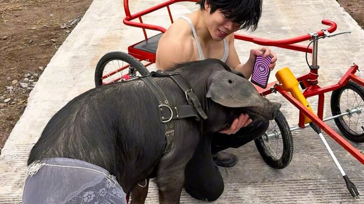 Do you think Black Pig Sauce is disciplined? (Day 59 of piggy’s fitness & fat-loss journey!)