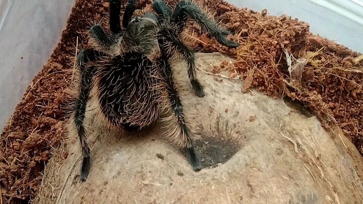 Tliltocatl albopilosum