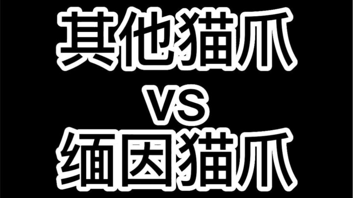 Apakah cakar kucing Maine Coon benar-benar ada?