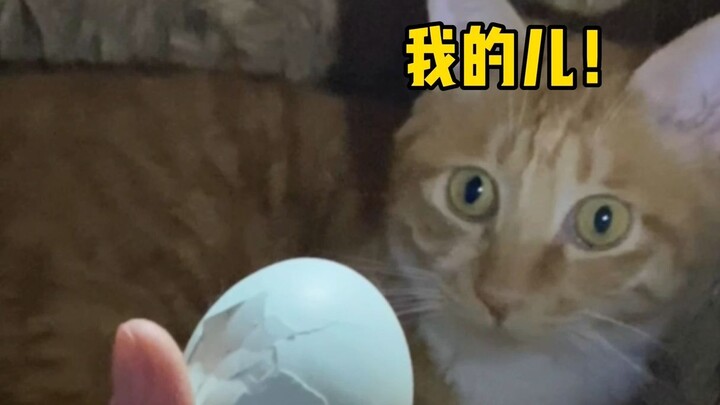 When Your Cat Thinks It’s a Hen