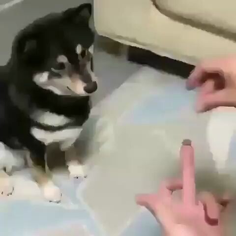 Performing magic in front of the dog