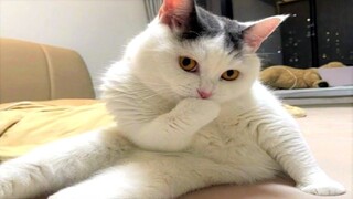 Funny Animal Videos 2023 😂 - Funniest Pets Cats And Dogs Video 😺😍