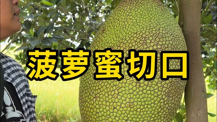 Cách rạch mít để đánh giá chất lượng tốt hay xấu!