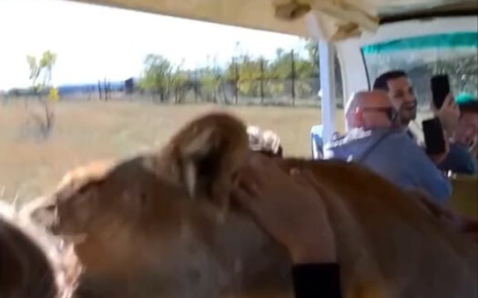 Một chú mèo lớn đang lao về phía bạn