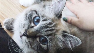 Petting a Ragdoll and its tail is too cute!