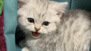 I’m so fierce! Oh my gosh, this is seriously delicious!