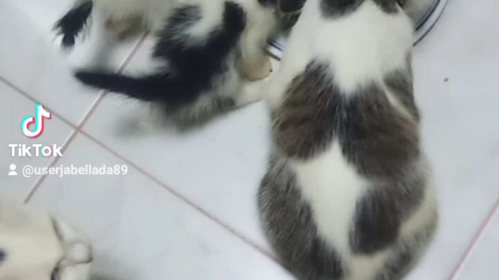 I LOVE MY CATS