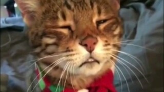 A kitty chatting away with its talkative owner! Look how sleepy this kitty’s gotten—still asking que