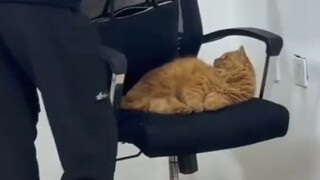 大学里的猫猫又在和老师抢课了～