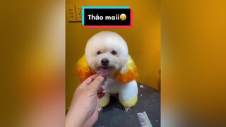 Bao lâu rồi mình các bạn chưa dẫn tụi nhỏ đi chơi nhỉ …. thucung xuhuong poodletoy