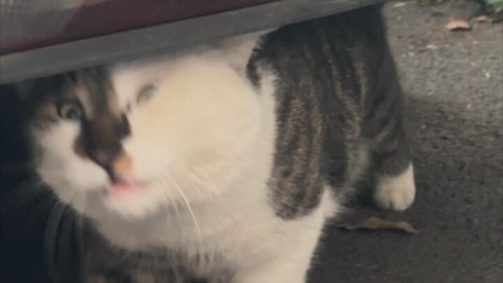 Kucing badut menabrakkan kepalanya, sudah didengar sekitar delapan ratus kali