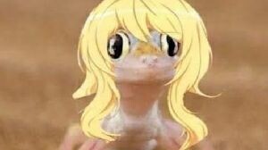 cicak kaori