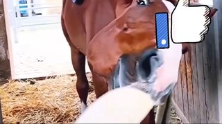 Horse smelling banana