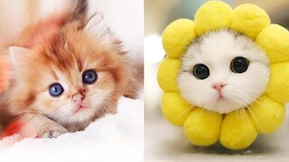 Baby Cats - รวมวิดีโอแมวน่ารักและตลก #32 | Aww สัตว์