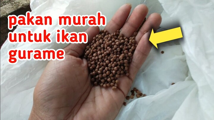 MENGGUNAKAN PAKAN MURAH DENGAN HARGA 200 RIBU. HASIL TETAP UNTUNG UNTUK BUDIDAYA IKAN GURAME