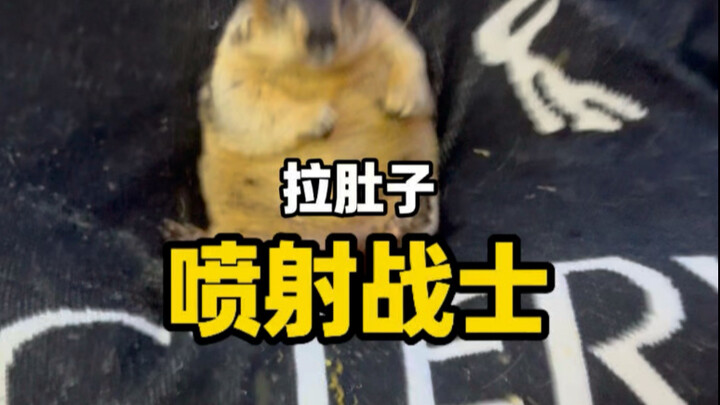 เมื่อไม่กี่วันก่อนท้องเสียจนผอมไปเยอะ ดีที่ให้กินยาหนึ่งวันแล้วอาการท้องเสียก็ดีขึ้น ส่วนสาเหตุที่ฟั