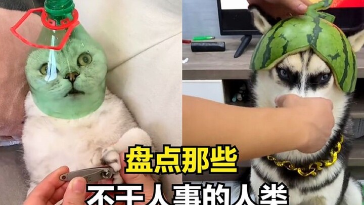 حصيلة البشر الذين يتصرفون بأسوأ من الحيوانات: رغم أنك إنسان، لكنك حقًا كلب!