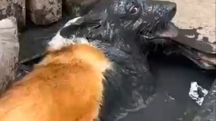 “The Mud-Playing Dog and Its Crumbling Owner”