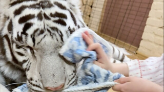 تنظيف غامر 🦓