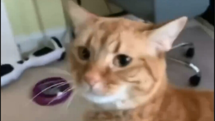 What do you do when a cat hisses at you? Of course, you hiss back!! Hiss, hiss, hiss—