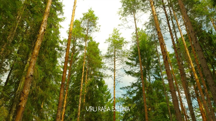 A journey through Estonian bogs
