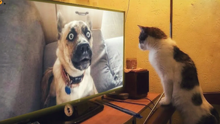 สัตว์กบฏ 😬😬 วิดีโอปฏิกิริยาสุนัขและแมวตลก 9