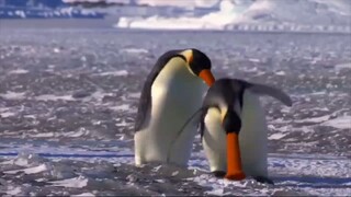 Noot Noot! - Pingu In Live Action DesMagmaDragoon
