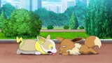 Drama|Pokémon|The Flash Corgi